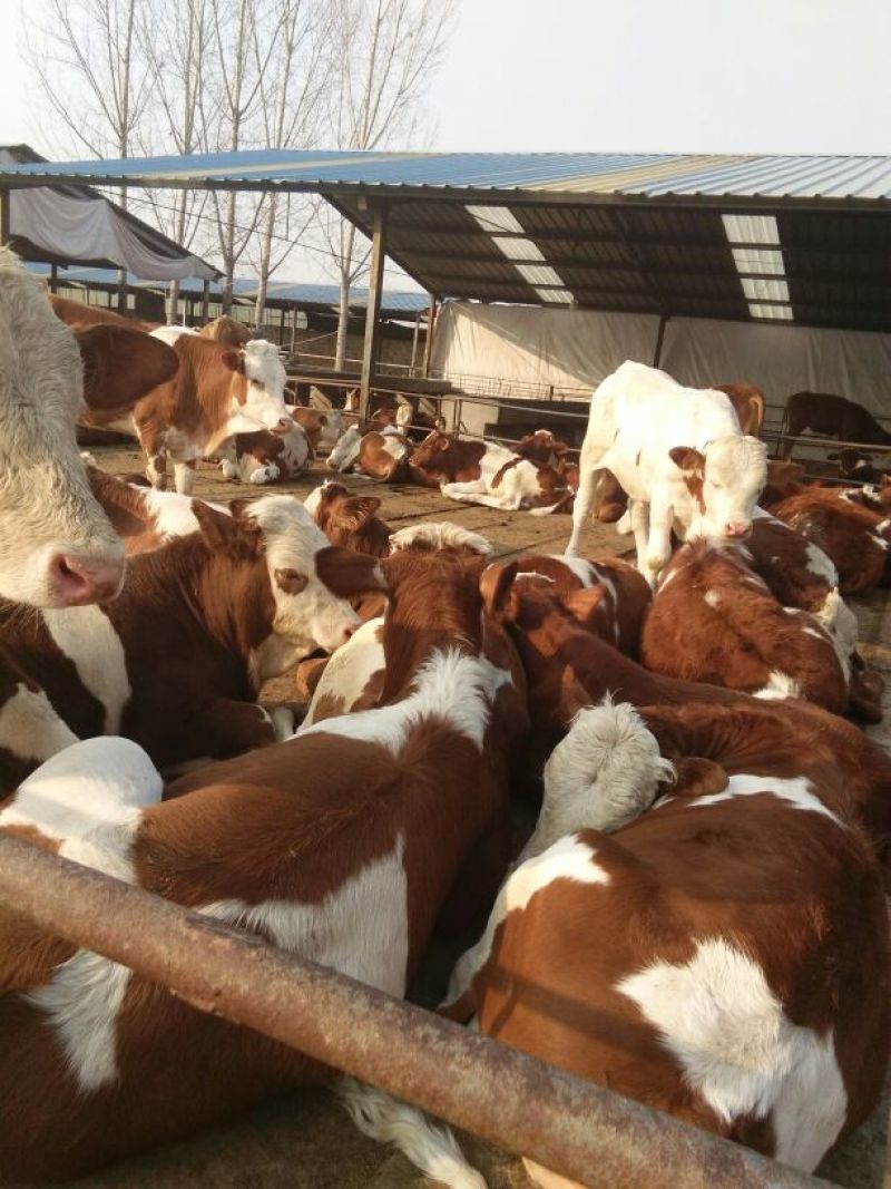 西门塔尔牛犊300~400kg