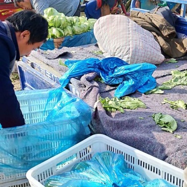 球生菜1斤以上