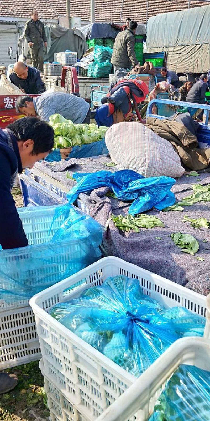 球生菜1斤以上