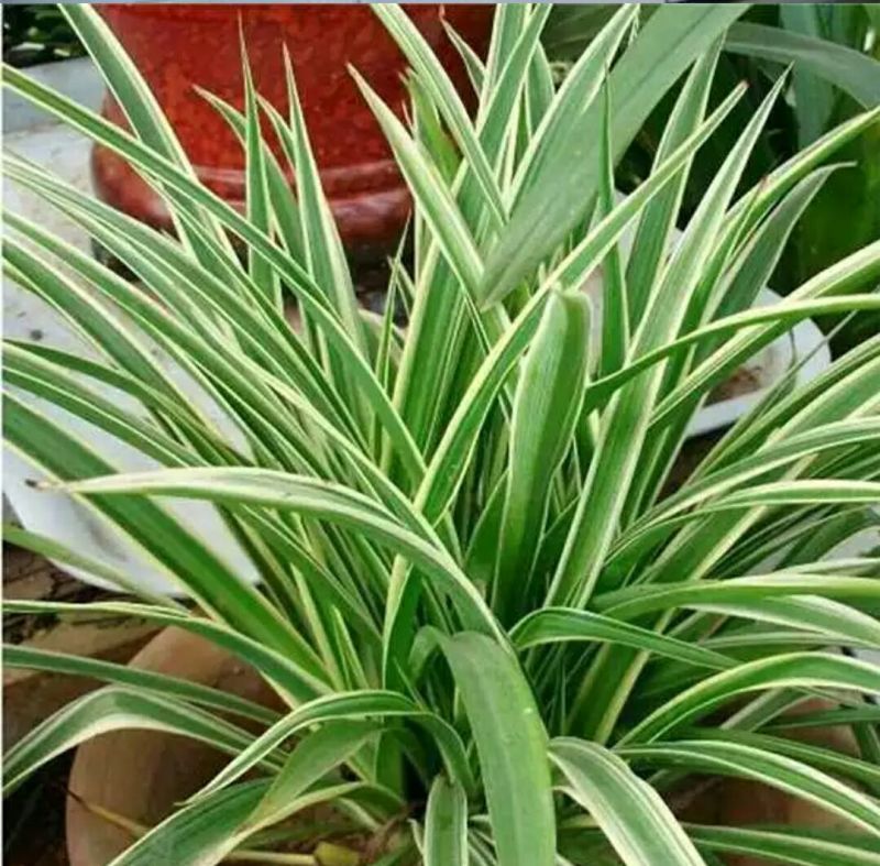 大金边金心吊兰植物室内垂吊吸甲醛净化空气水培绿植盆栽花卉