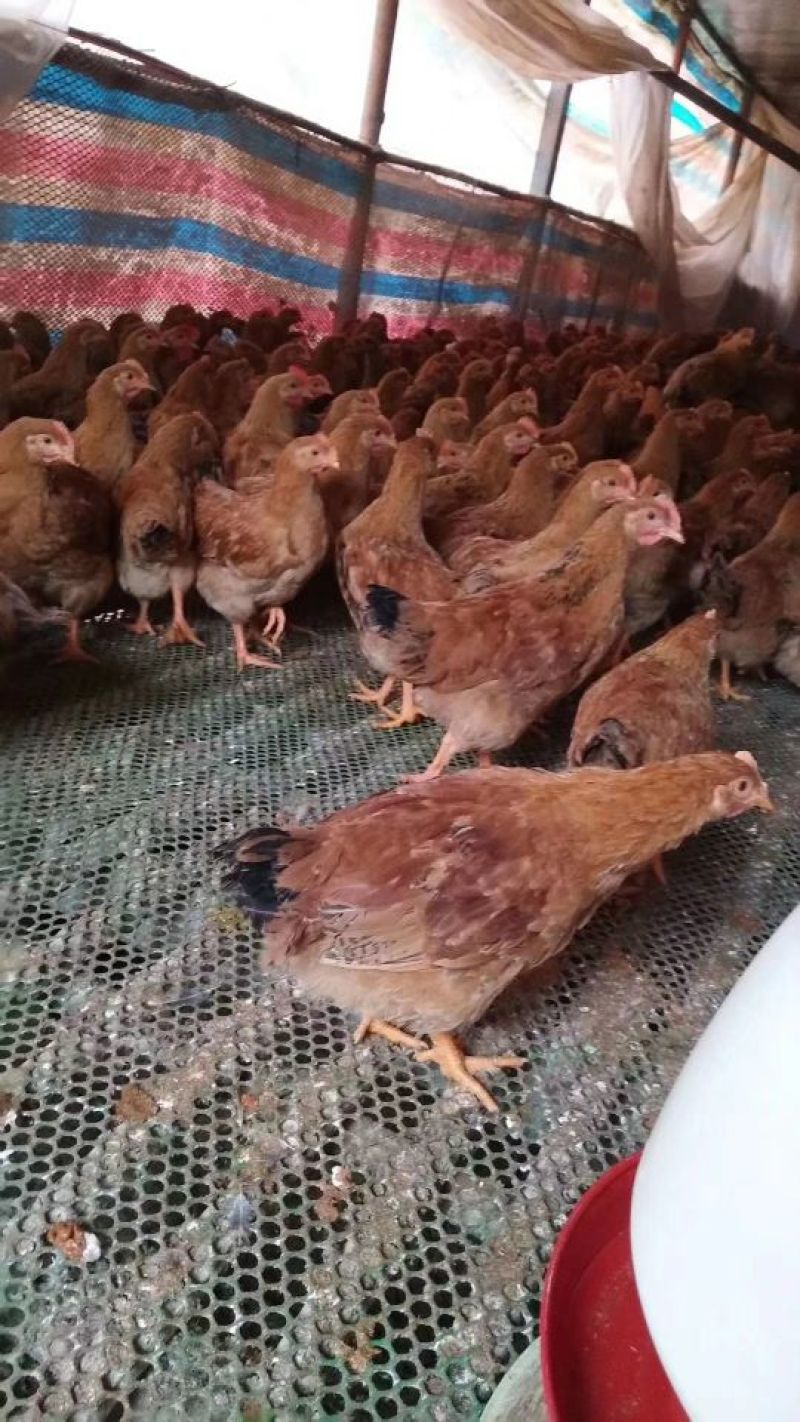 鸡中鸡苗三黄麻黄