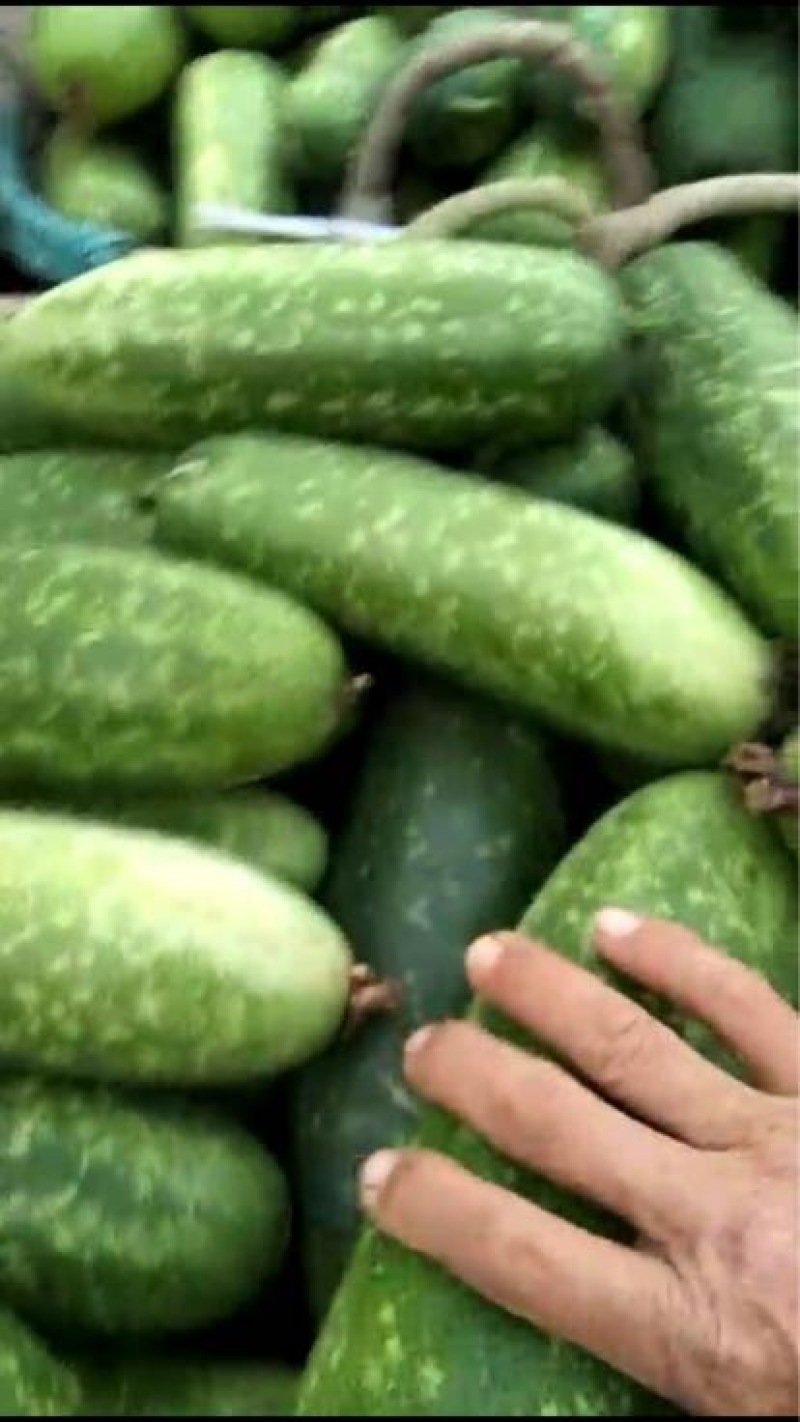 冬瓜大量上市供应品质优良，一手货源，实地视频看货