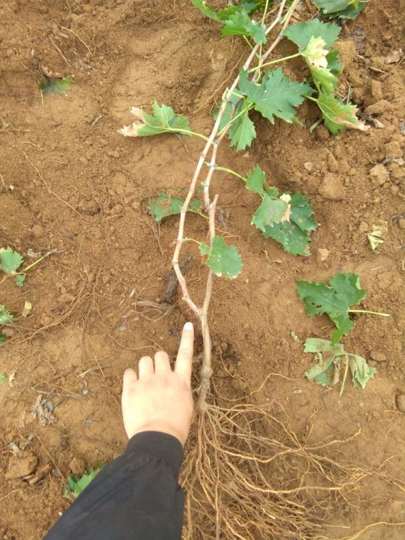 紫甜无核葡萄苗，果粒长，耐运输可签合同保证品种纯度