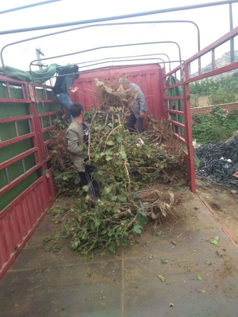 紫甜无核葡萄苗，果粒长，耐运输可签合同保证品种纯度