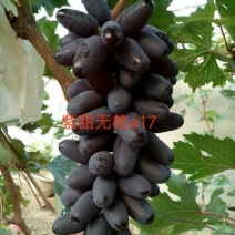 紫甜无核葡萄苗，果粒长，耐运输可签合同保证品种纯度