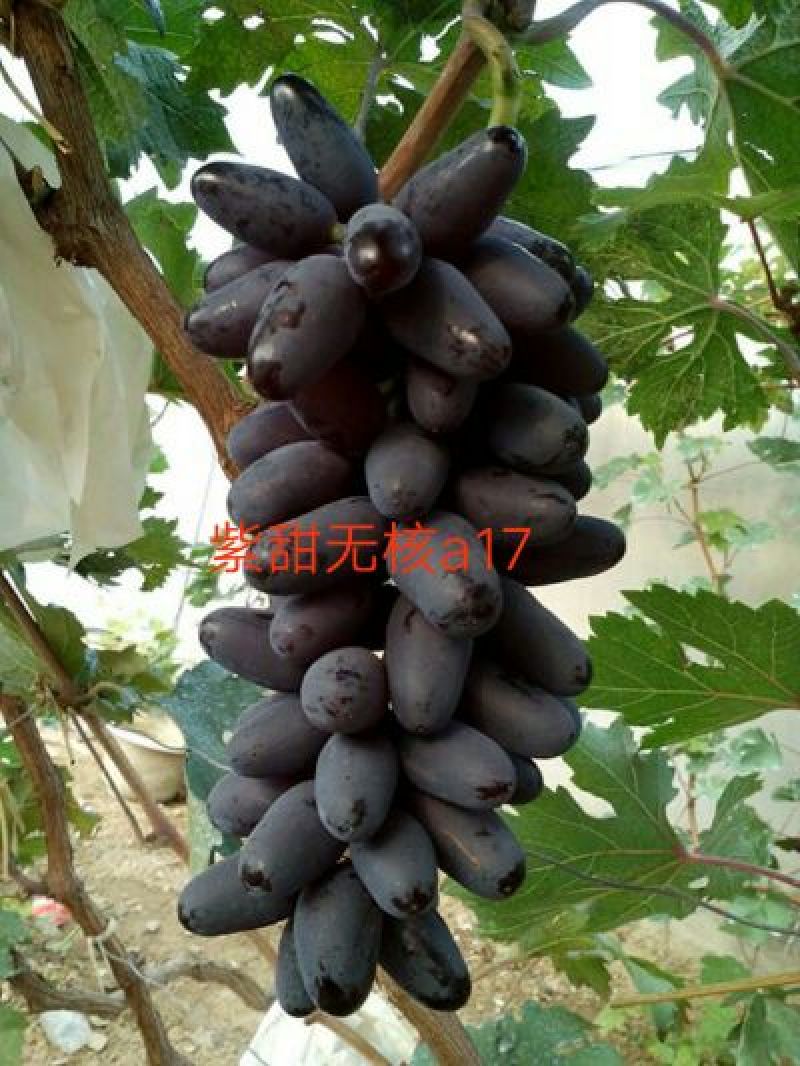 紫甜无核葡萄苗，果粒长，耐运输可签合同保证品种纯度