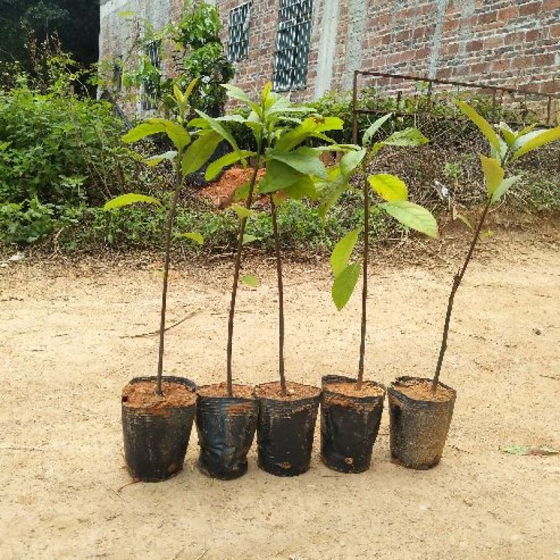 牛油果苗实生苗营养杯苗便宜批发出