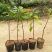 牛油果苗实生苗营养杯苗便宜批发出