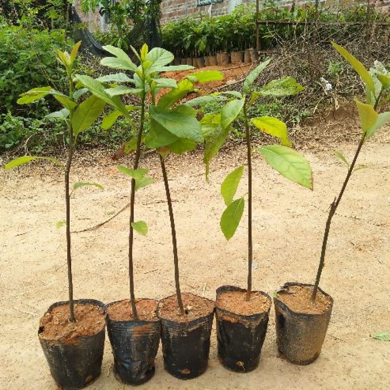 牛油果苗实生苗营养杯苗便宜批发出
