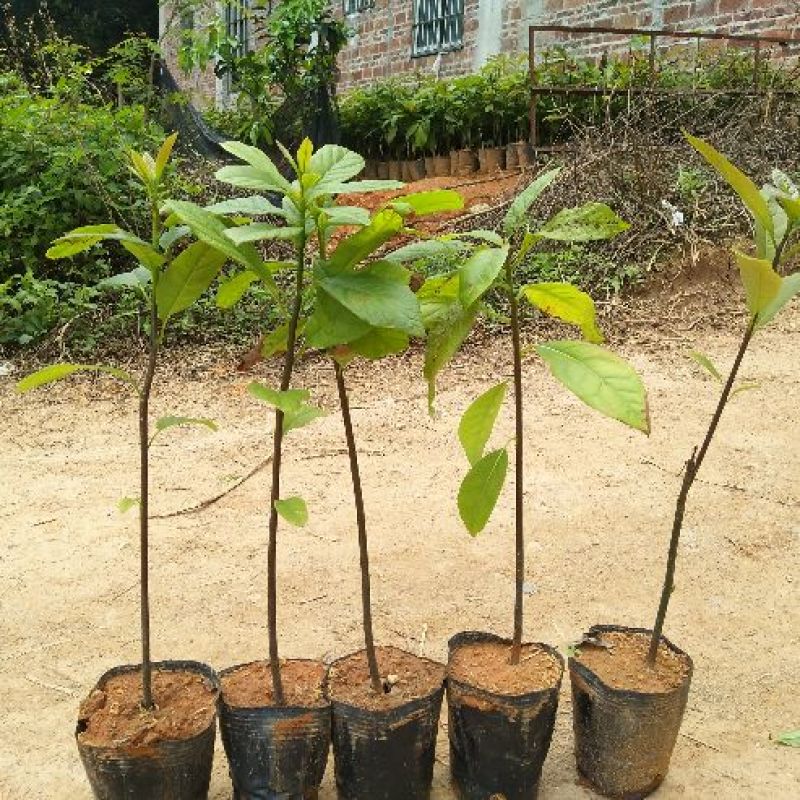 牛油果苗实生苗营养杯苗便宜批发出