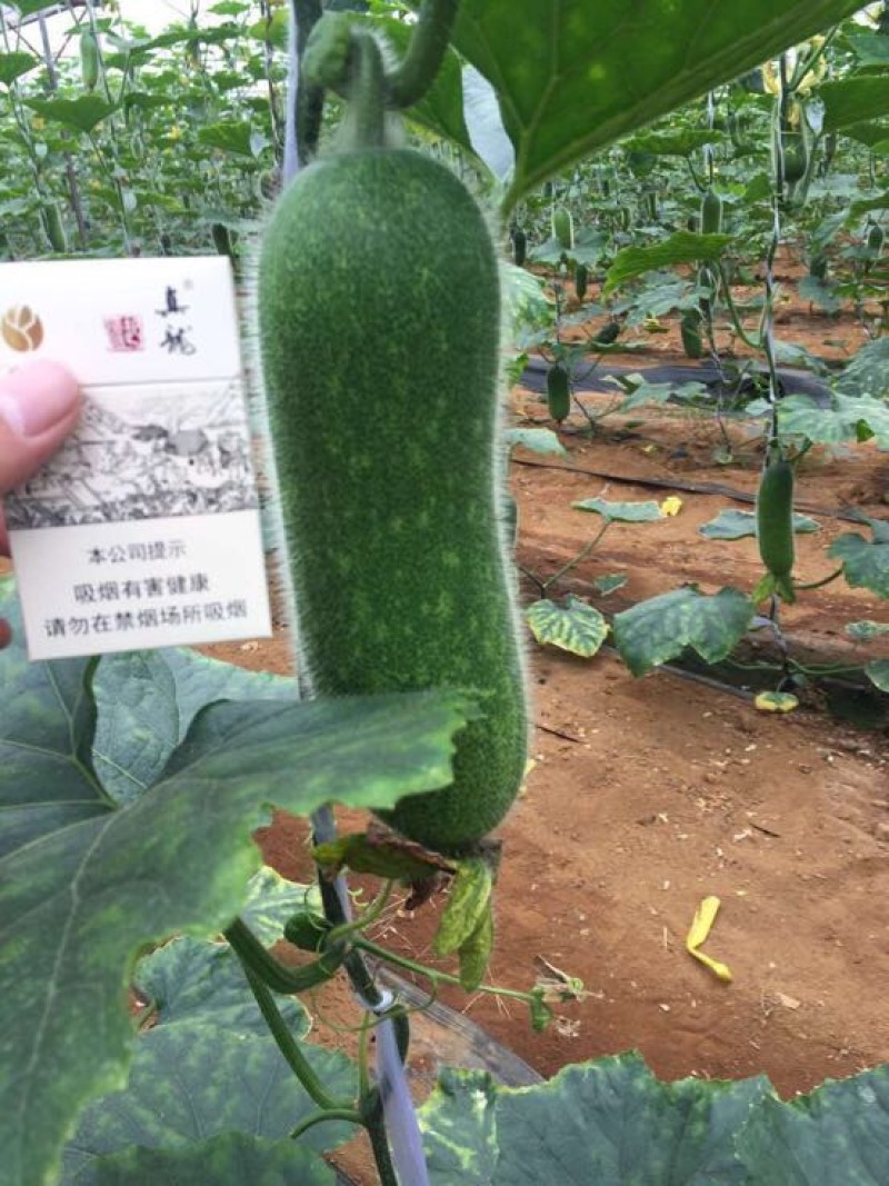 冬瓜大量上市供应品质优良，一手货源，实地视频看货