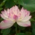 荷花10~20cm