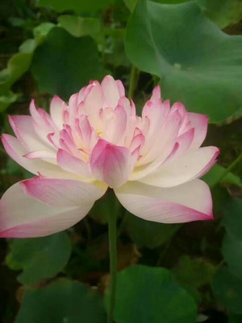 荷花10~20cm