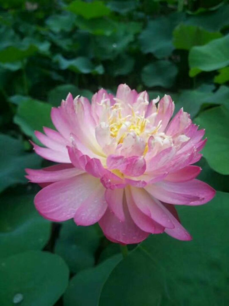 荷花10~20cm