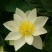 荷花10~20cm