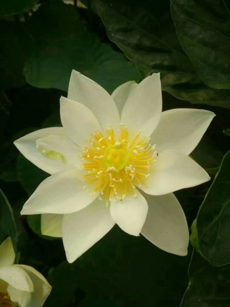 荷花10~20cm
