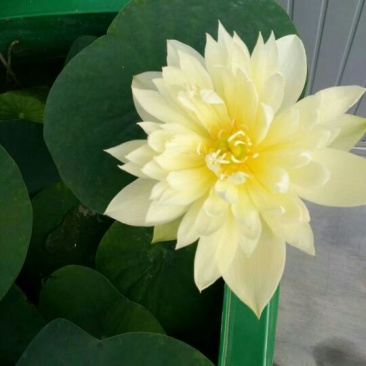 荷花10~20cm