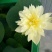 荷花10~20cm