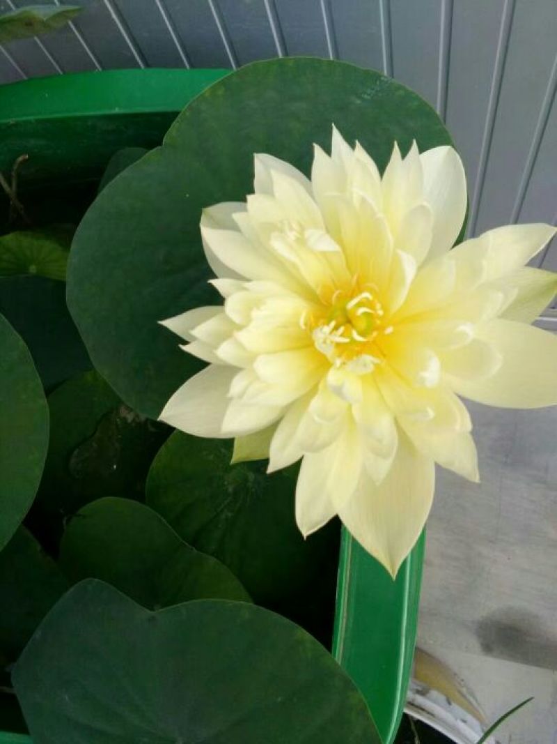 荷花10~20cm
