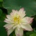 荷花10~20cm
