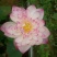 荷花10~20cm