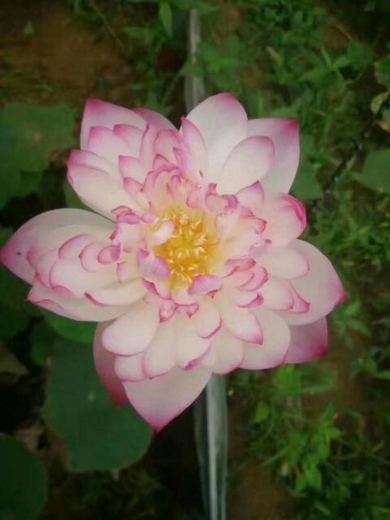 荷花10~20cm