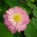 荷花10~20cm