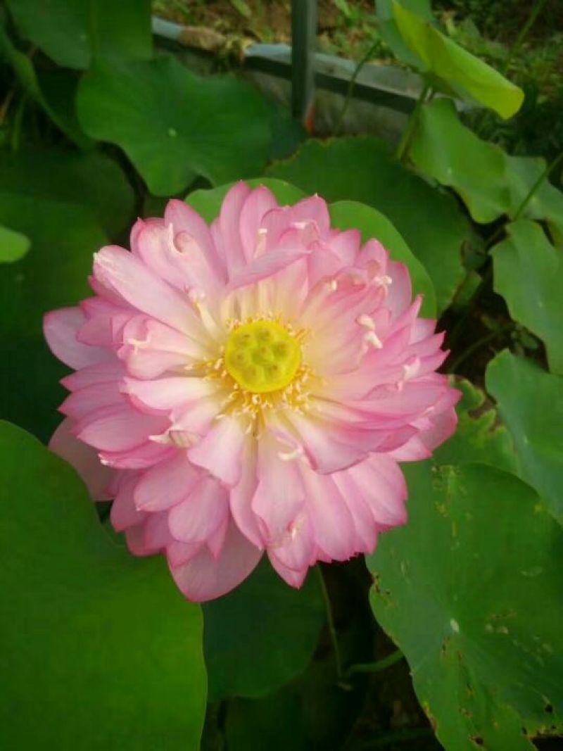 荷花10~20cm