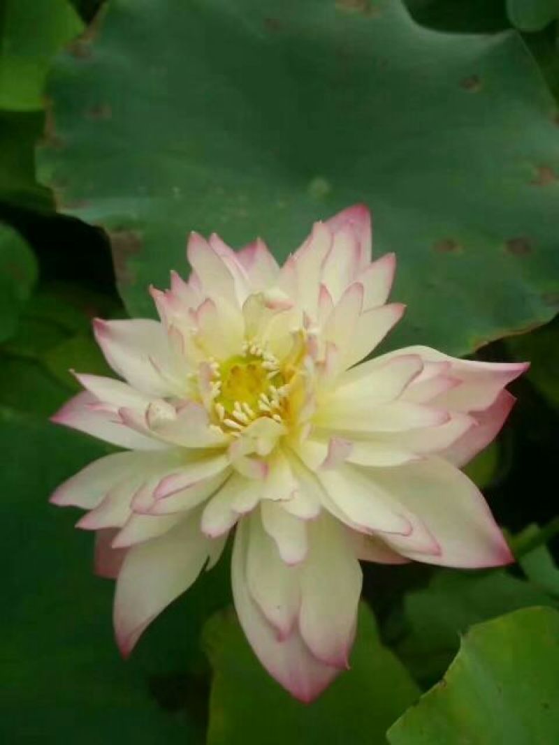 荷花10~20cm