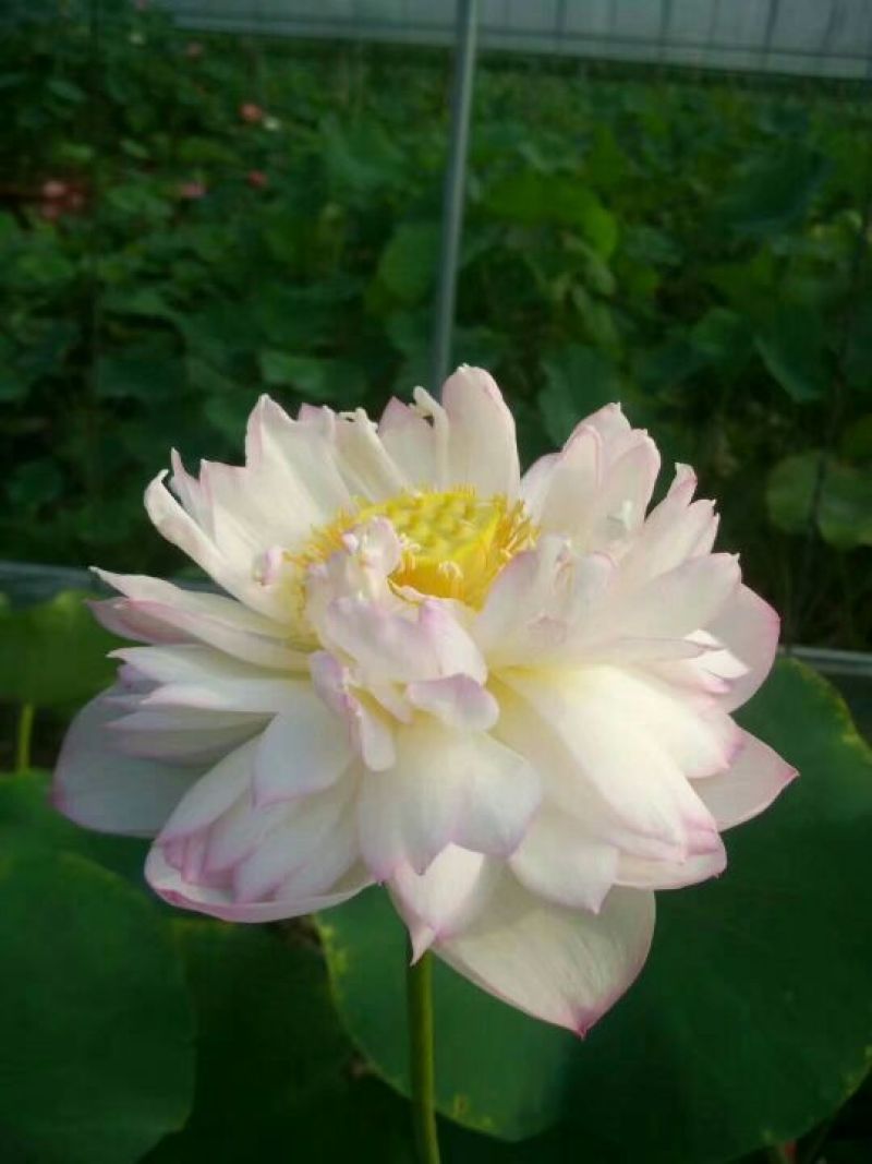 荷花10~20cm