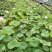 荷花10~20cm