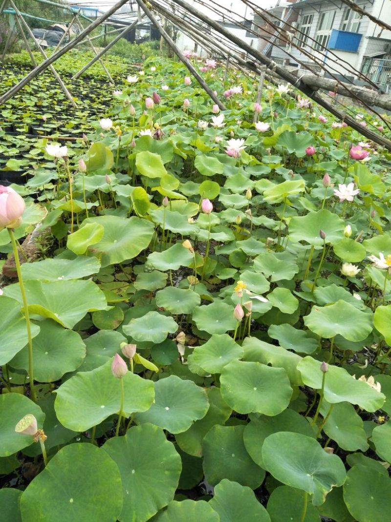 荷花10~20cm