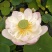 荷花10~20cm