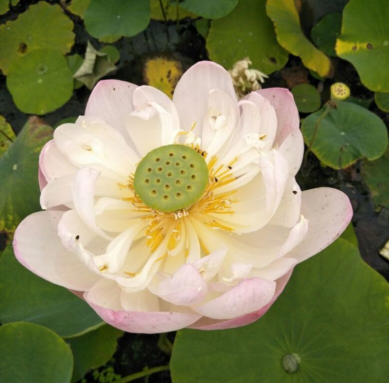 荷花10~20cm