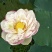 荷花10~20cm