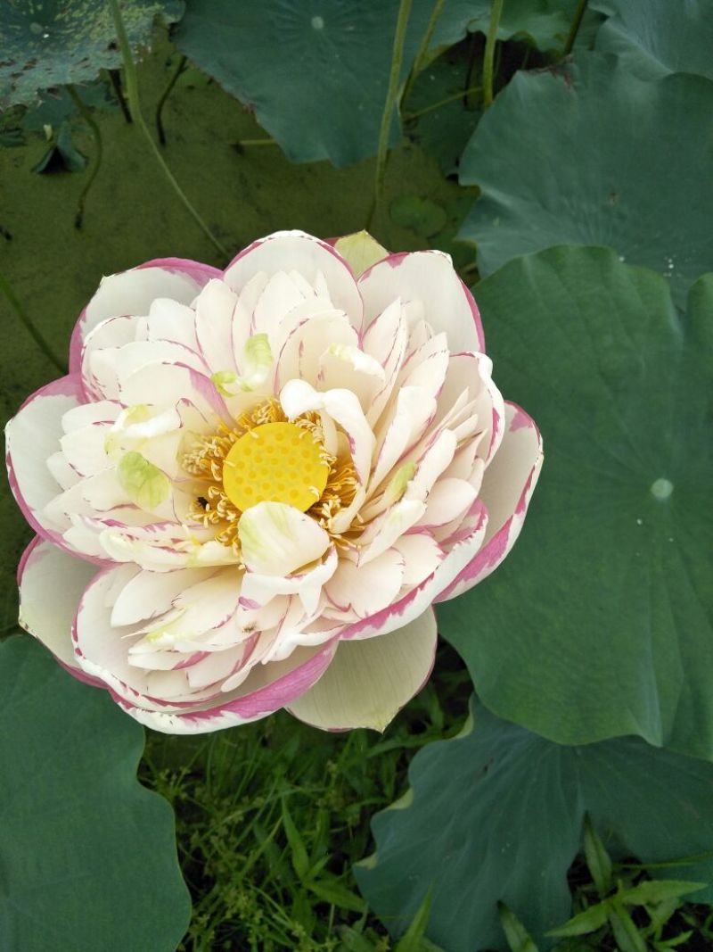 荷花10~20cm