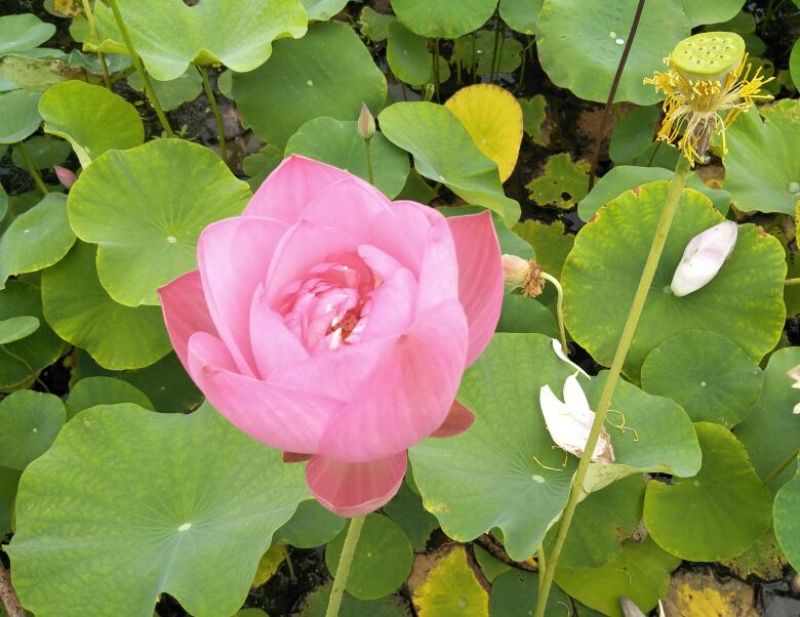 荷花10~20cm