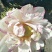 荷花10~20cm