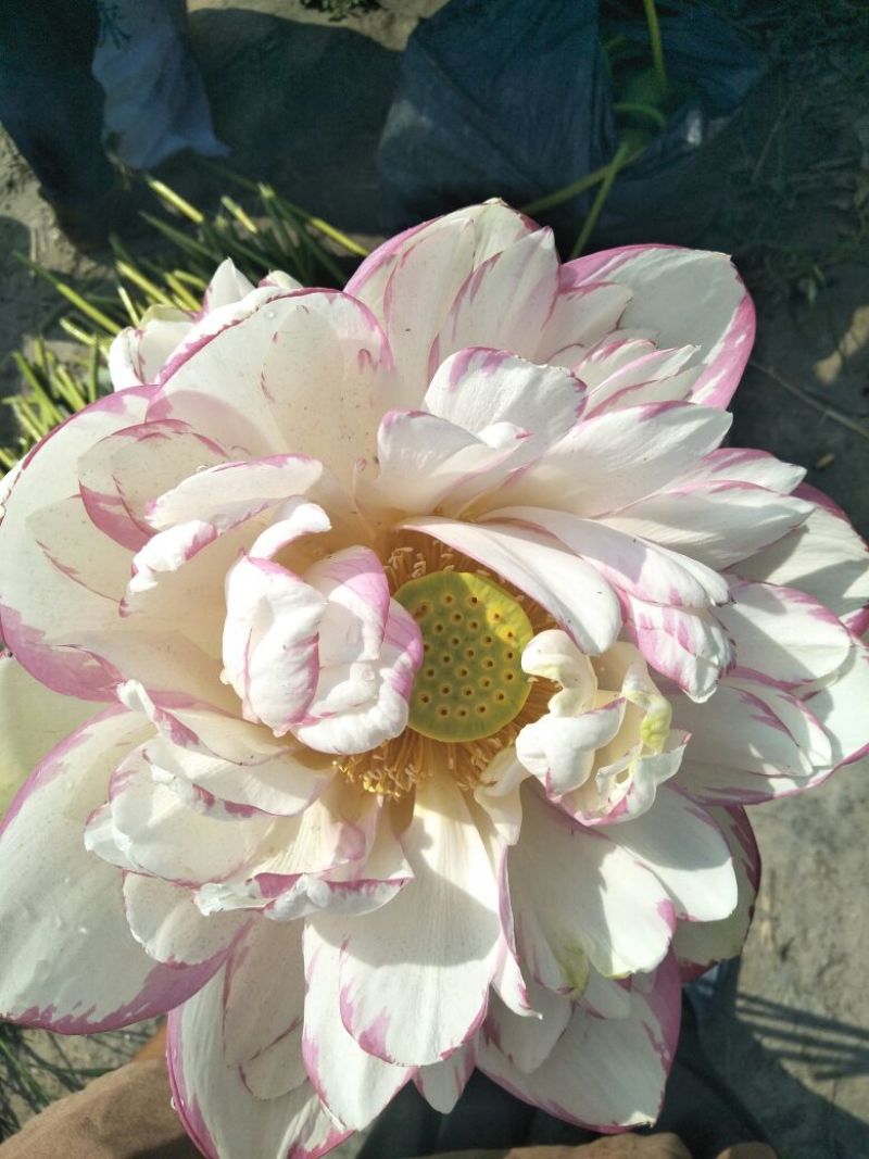荷花10~20cm