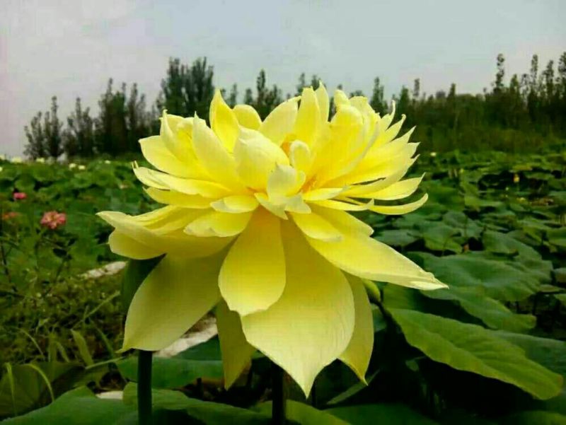 荷花10~20cm
