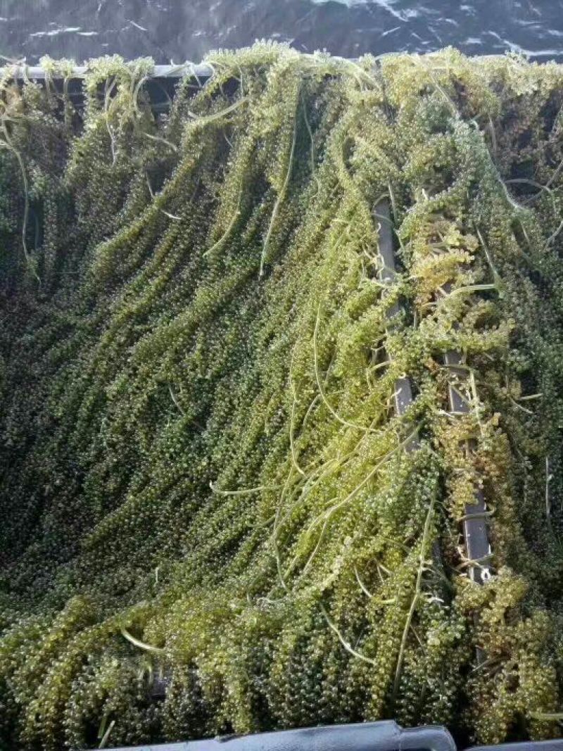 海葡萄