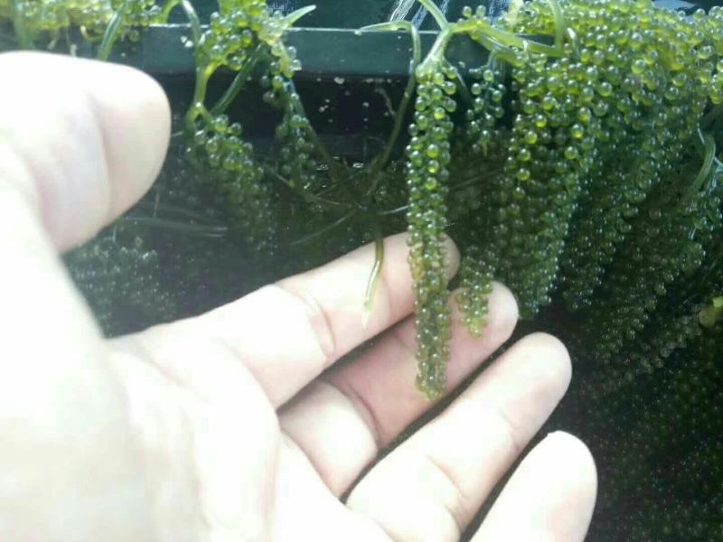 海葡萄