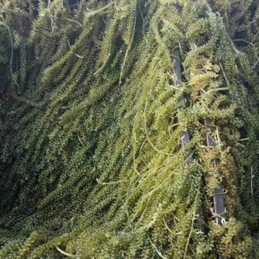 海葡萄