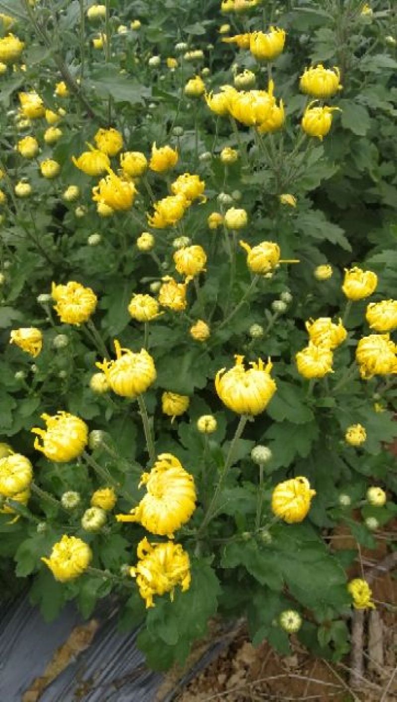 皇菊