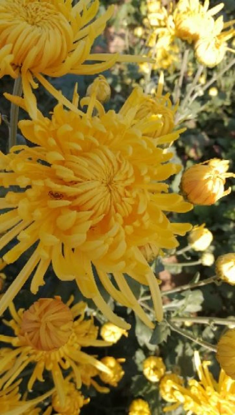 皇菊