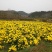 皇菊