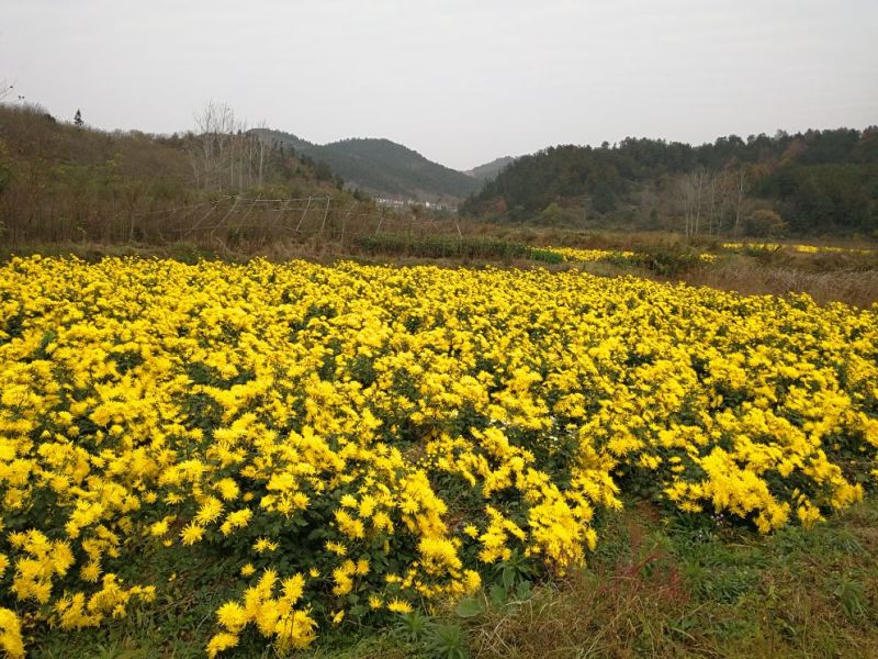皇菊