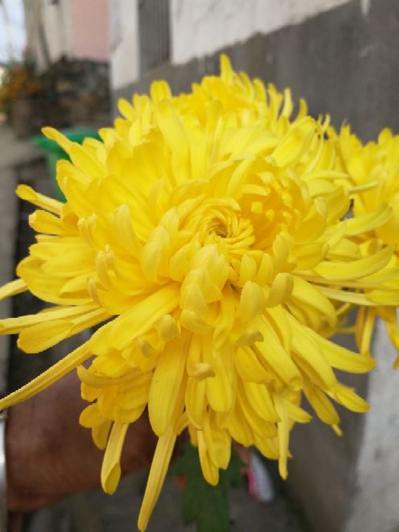 皇菊