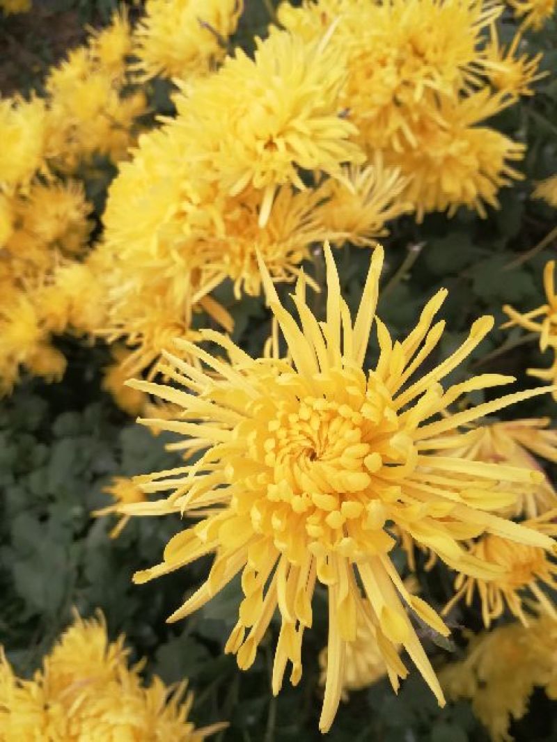 皇菊