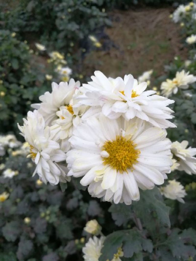 皇菊